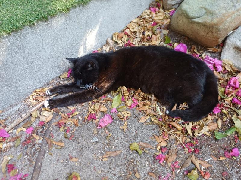 To Let 2 Bedroom Property for Rent in Kommetjie Western Cape